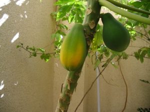 Humidificación para papaya