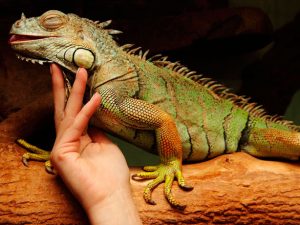 Uso de pulverizadores y humidificadores en el hábitat del reptil