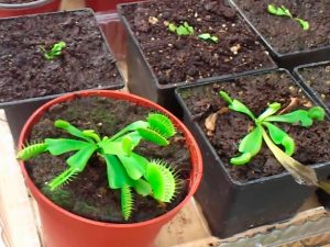 Cuidados y uso de humidificador para las plantas carnívoras