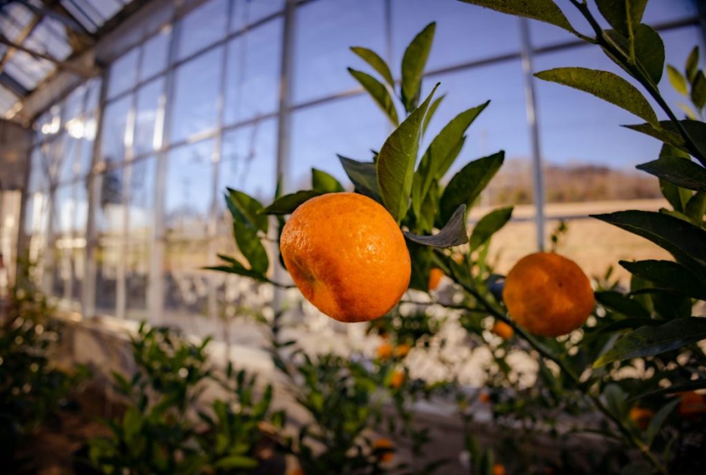 Control de plagas y humedad en granjas de naranjas: Cómo implementar sistemas de nebulización industrial